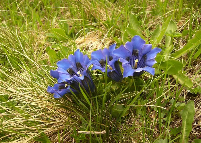 Apartman Neuner Charlotte Incl Skidepot An Der Hochzeigerbahn *