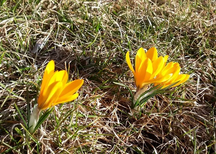 Apartman Neuner Charlotte Incl Skidepot An Der Hochzeigerbahn Wenns