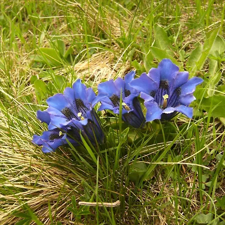 Lägenhet Neuner Charlotte Incl Skidepot An Der Hochzeigerbahn *