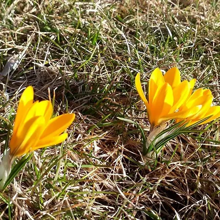 Lägenhet Neuner Charlotte Incl Skidepot An Der Hochzeigerbahn Wenns